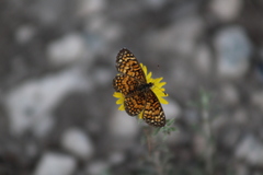 Phyciodes graphica graphica