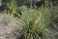 Dasylirion cedrosanum