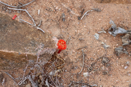 Image of Haemanthus crispus by (c) amantedarmanin, some rights reserved (CC BY)