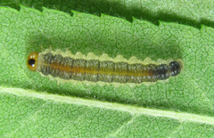 Cladius compressicornis