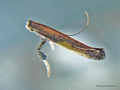 Caloptilia azaleella