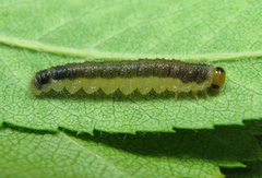 Cladius compressicornis