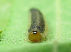 Cladius compressicornis