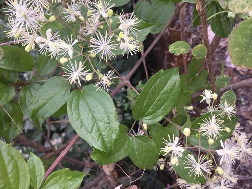 Clematis javana