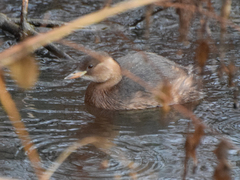 Tachybaptus ruficollis