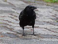 Corvus corone
