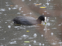 Fulica atra