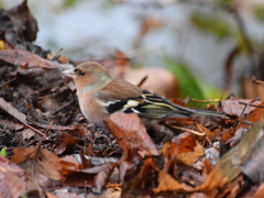 Fringilla coelebs