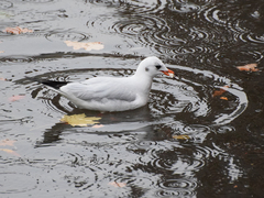 Chroicocephalus ridibundus