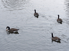 Branta canadensis