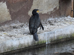 Phalacrocorax carbo