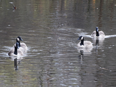 Branta canadensis