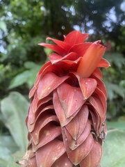 Costus lima image