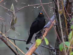 Turdus merula