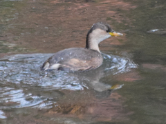 Tachybaptus ruficollis