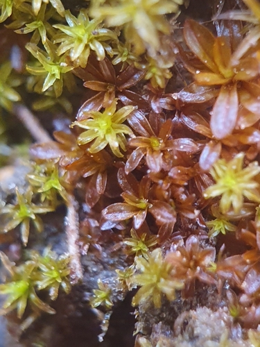 Tortula bolanderi