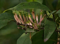 Dendrophthoe falcata