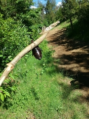 Acanthinodera cumingii