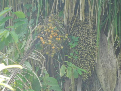American oil palm