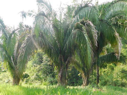 American oil palm