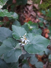 Pericallis appendiculata image