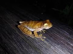Lesser Treefrog photo 2