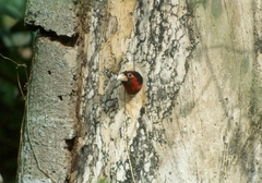 Lybius bidentatus