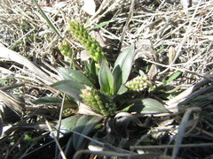 Plantago eriopoda