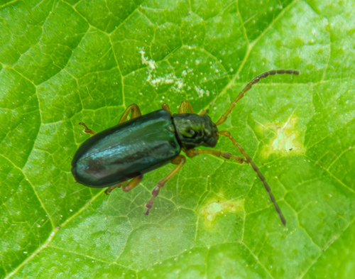Phyllobrotica luperina