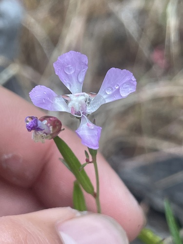 Campo clarkia (Clarkia delicata)