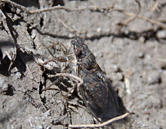 Tympanoterpes cordubensis
