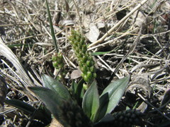 Plantago eriopoda