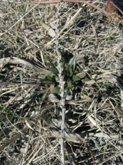 Plantago eriopoda
