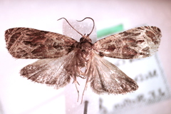 Olethreutes nigranum