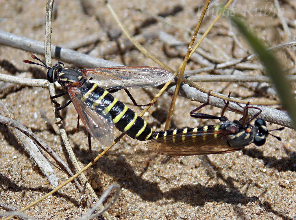 Messiasia notospila