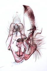 Olethreutes nigranum