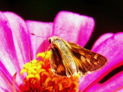 Huron Skipper, photo 5 of 7