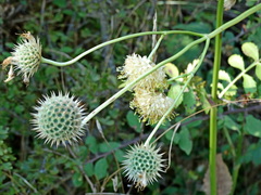 Cephalaria ambrosioides