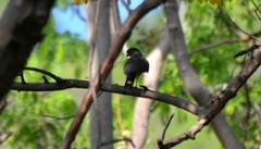 Accipiter minullus