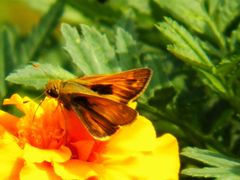 Atalopedes campestris huron