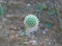 Cephalaria ambrosioides