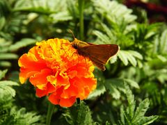 Atalopedes campestris huron