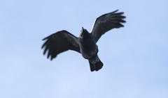 Corvus tasmanicus