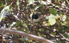 Melithreptus affinis