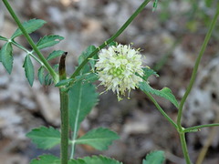 Cephalaria ambrosioides