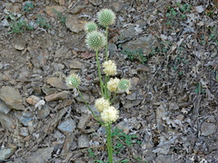 Cephalaria ambrosioides