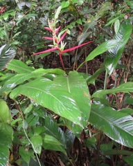 Heliconia acuminata