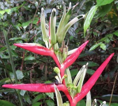 Heliconia acuminata