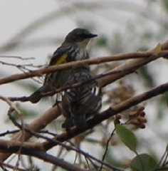 Setophaga coronata coronata × auduboni
