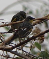 Setophaga coronata coronata × auduboni